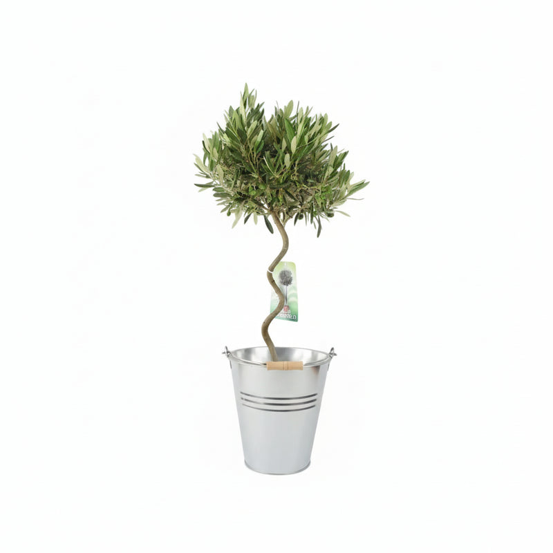 Spiral Olive Tree – 80-90cm Tall Evergreen Mediterranean Tree in 23cm Pot The Rose Press Garden