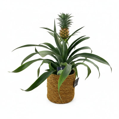 Pineapple Plant in Sea Grass Basket - Unique Anti-Snoring Plant The Rose Press Garden