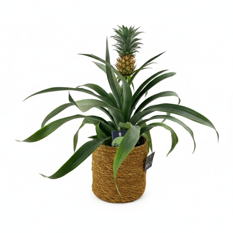 Pineapple Plant in Sea Grass Basket - Unique Anti-Snoring Plant The Rose Press Garden
