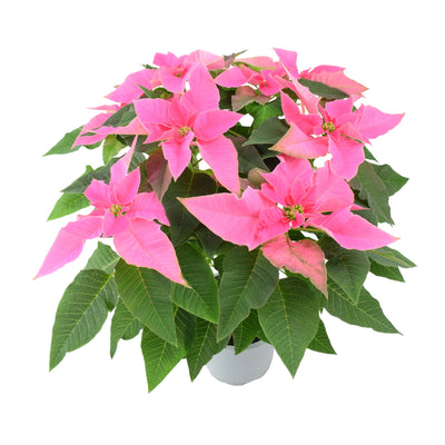 Poinsettia Pink in 13cm Pot Christmas Indoor Plant - Bright Colourful Blooms The Rose Press Garden