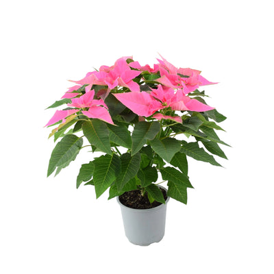Poinsettia Pink in 13cm Pot Christmas Indoor Plant - Bright Colourful Blooms The Rose Press Garden