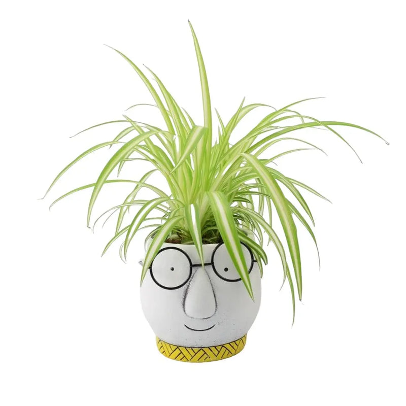 Chlorophytum Spider Plant 12cm - Air Purifying Plant The Rose Press Garden