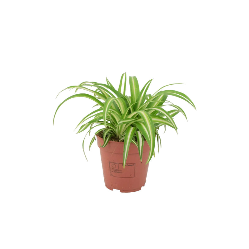 Chlorophytum Spider Plant 12cm - Air Purifying Plant The Rose Press Garden
