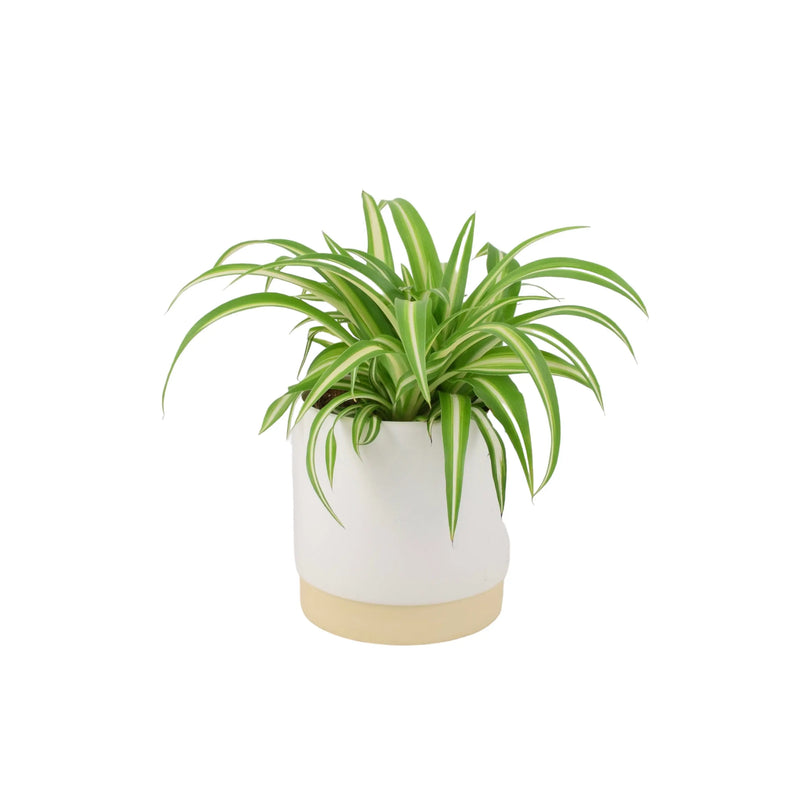 Chlorophytum Spider Plant 12cm - Air Purifying Plant The Rose Press Garden