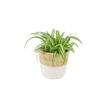 Chlorophytum Spider Plant 12cm - Air Purifying Plant The Rose Press Garden