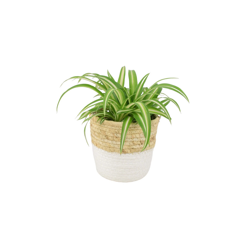 Chlorophytum Spider Plant 12cm - Air Purifying Plant The Rose Press Garden