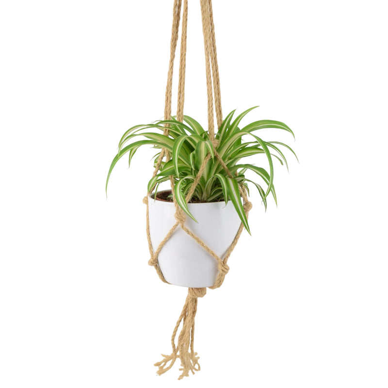 Chlorophytum Spider Plant 12cm - Air Purifying Plant The Rose Press Garden