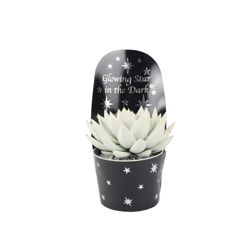 Glow in the Dark Echeveria 12cm Pot - Unique Houseplant Gift The Rose Press Garden
