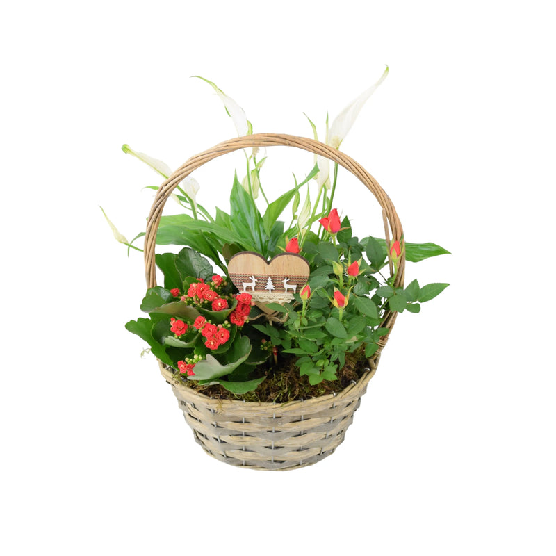 Christmas Planted Basket - Rose, Peace Lily & Kalanchoe Gift UK The Rose Press Garden