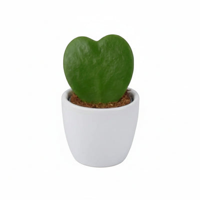 Hoya Kerrii Heart Shaped Succulent Plant 6cm Pot – Easy Care Plant The Rose Press Garden