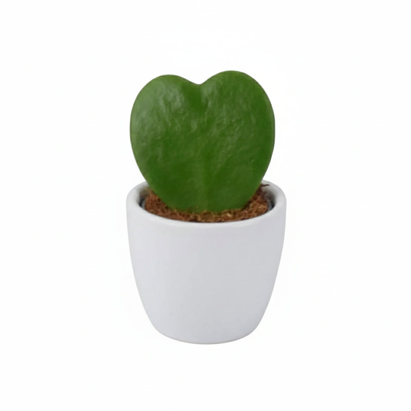 Hoya Kerrii Heart Shaped Succulent Plant 6cm Pot – Easy Care Plant The Rose Press Garden