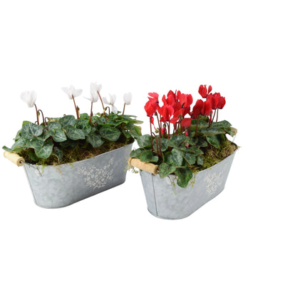 Cyclamen Floral Planted Metal Trough – Ready-to-Display Seasonal Arrangement The Rose Press Garden