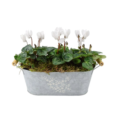 Cyclamen Floral Planted Metal Trough – Ready-to-Display Seasonal Arrangement The Rose Press Garden