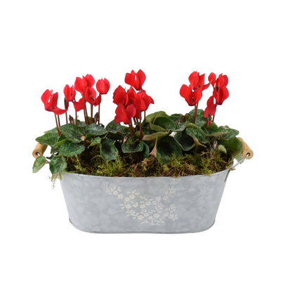 Cyclamen Floral Planted Metal Trough – Ready-to-Display Seasonal Arrangement The Rose Press Garden