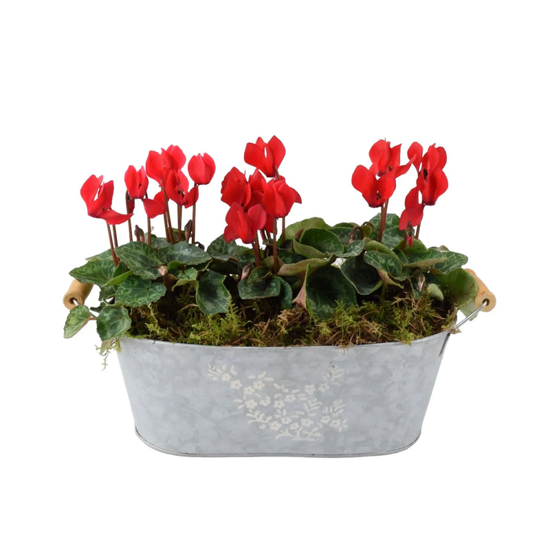 Cyclamen Floral Planted Metal Trough – Ready-to-Display Seasonal Arrangement The Rose Press Garden