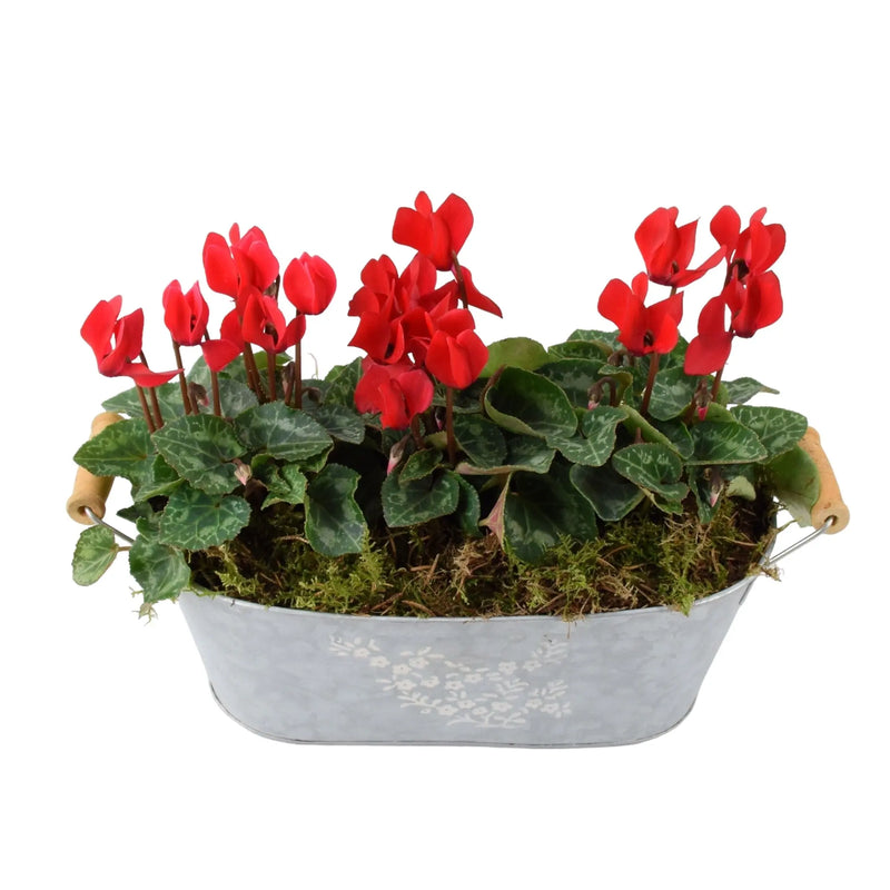 Cyclamen Floral Planted Metal Trough – Ready-to-Display Seasonal Arrangement The Rose Press Garden