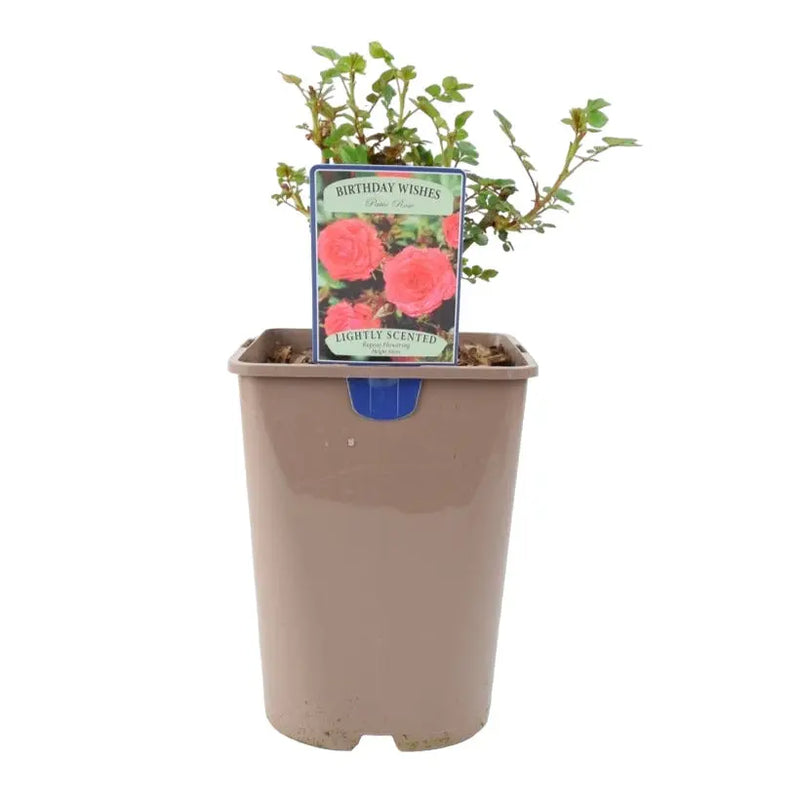 Birthday Wishes Rose in 5.5L Pot – Bright Orange-Red Flowering Rose Bush Gift The Rose Press Garden