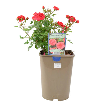 Birthday Wishes Rose in 5.5L Pot – Bright Orange-Red Flowering Rose Bush Gift The Rose Press Garden