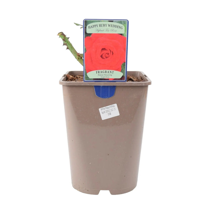 Ruby Anniversary Wedding Rose in 5.5L Pot - Dark Red Blooms for Special Occasions The Rose Press Garden