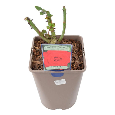 Ruby Anniversary Wedding Rose in 5.5L Pot - Dark Red Blooms for Special Occasions The Rose Press Garden