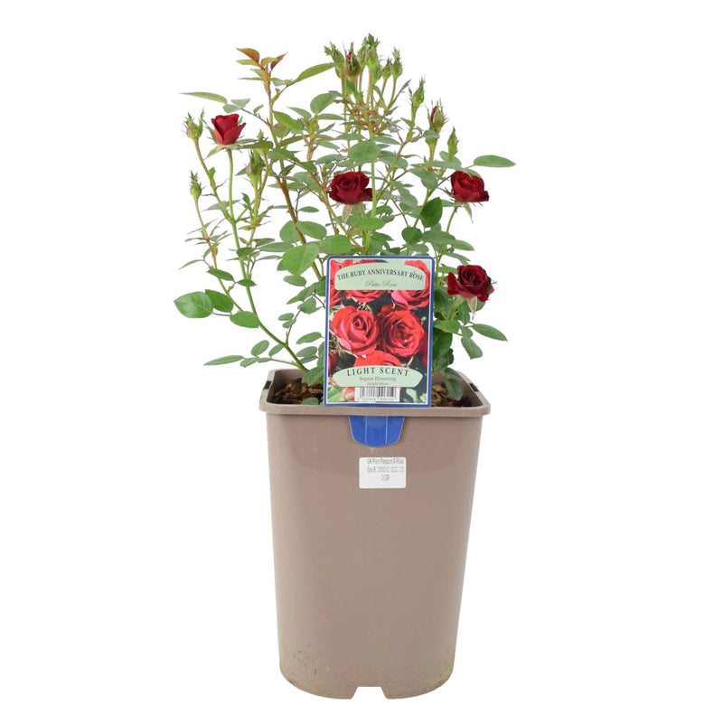 Ruby Anniversary Wedding Rose in 5.5L Pot - Dark Red Blooms for Special Occasions The Rose Press Garden