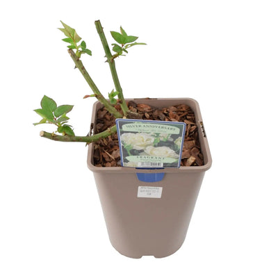 Silver Anniversary Rose - Fragrant White Hybrid Tea Rose in 5.5L Pot The Rose Press Garden