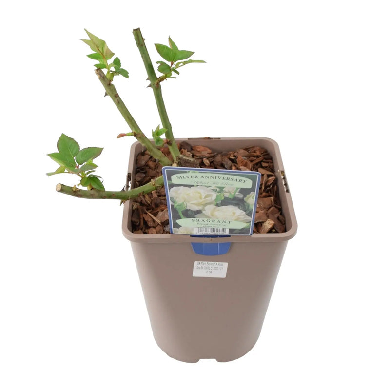 Silver Anniversary Rose - Fragrant White Hybrid Tea Rose in 5.5L Pot The Rose Press Garden