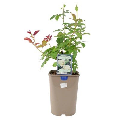 Silver Anniversary Rose - Fragrant White Hybrid Tea Rose in 5.5L Pot The Rose Press Garden