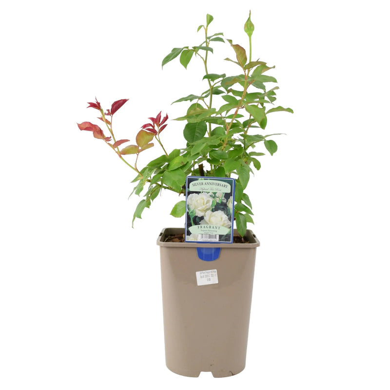 Silver Anniversary Rose - Fragrant White Hybrid Tea Rose in 5.5L Pot The Rose Press Garden