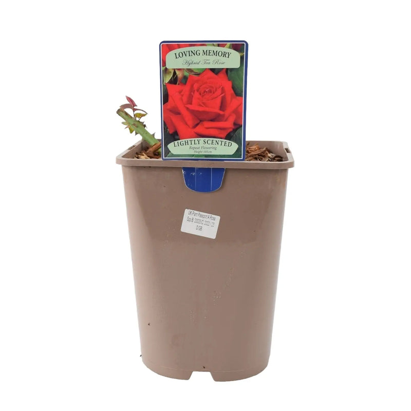 Loving Memory Rose 5.5L – Crimson-Scarlet Blooms Fragrant Garden Rose The Rose Press Garden