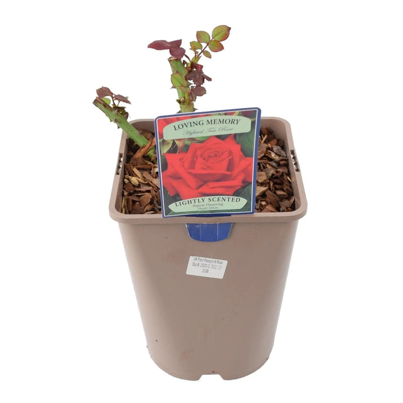 Loving Memory Rose 5.5L – Crimson-Scarlet Blooms Fragrant Garden Rose The Rose Press Garden