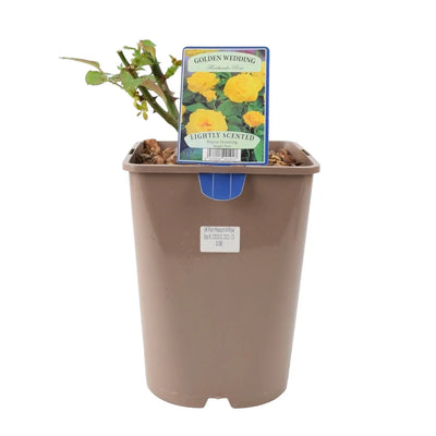 Golden Wedding Rose Bush in 5.5L Pot - Vibrant Yellow Repeat Flowering The Rose Press Garden