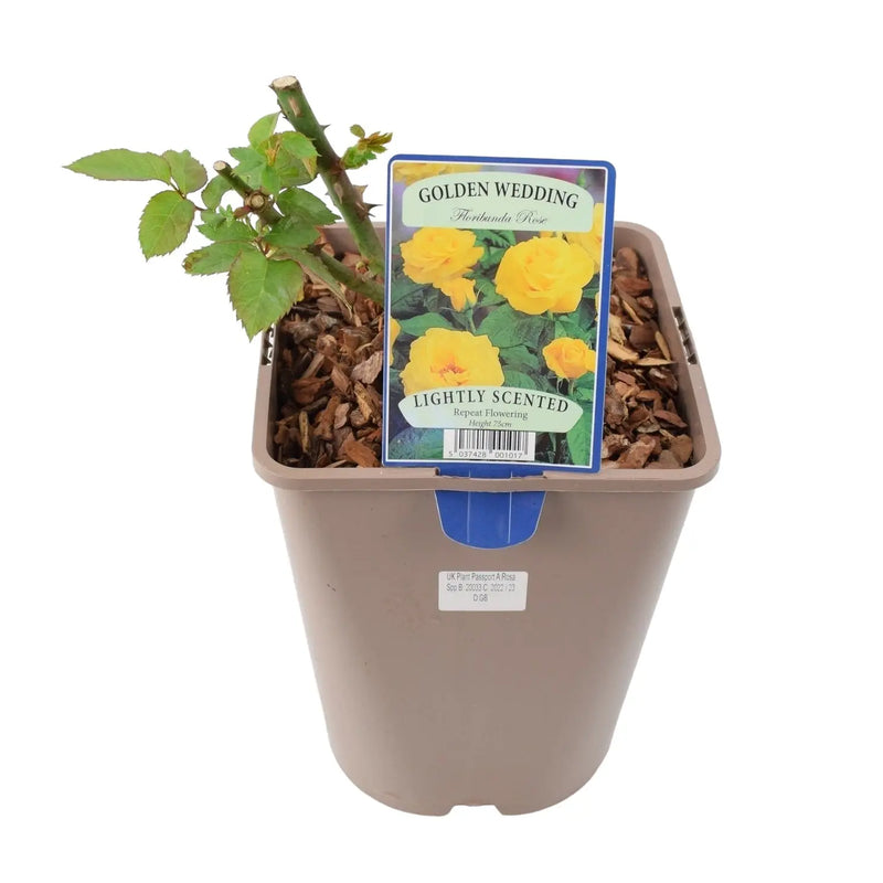 Golden Wedding Rose Bush in 5.5L Pot - Vibrant Yellow Repeat Flowering The Rose Press Garden
