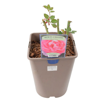 Mum in a Million Rose Bush – Fragrant Pink Shrub Rose in Pot The Rose Press Garden