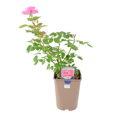 Mum in a Million Rose Bush – Fragrant Pink Shrub Rose in Pot The Rose Press Garden