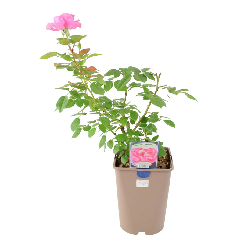 Mum in a Million Rose Bush – Fragrant Pink Shrub Rose in Pot The Rose Press Garden
