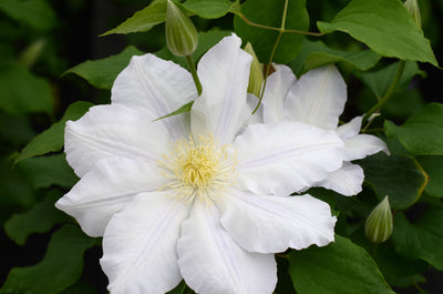 Clematis ‘Ice Blue’ (Evipo003) – Pale Blue Large-Flowered Clematis (3L Plant) The Rose Press Garden