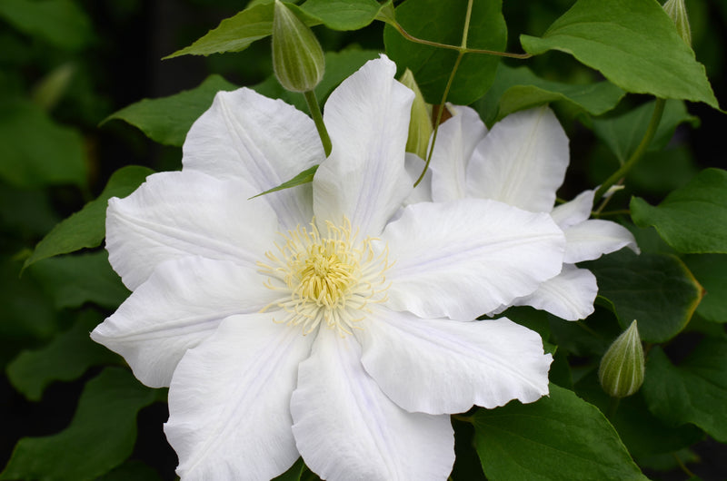 Clematis ‘Ice Blue’ (Evipo003) – Pale Blue Large-Flowered Clematis (3L Plant) The Rose Press Garden