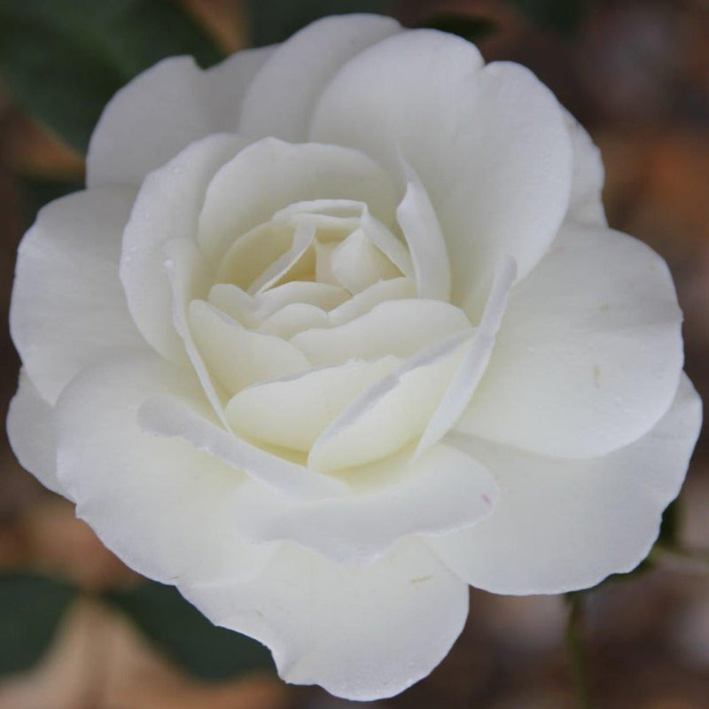 Iceberg – Floribunda Rose (Bare Root, Pre-Order) – Pure White The Rose Press Garden