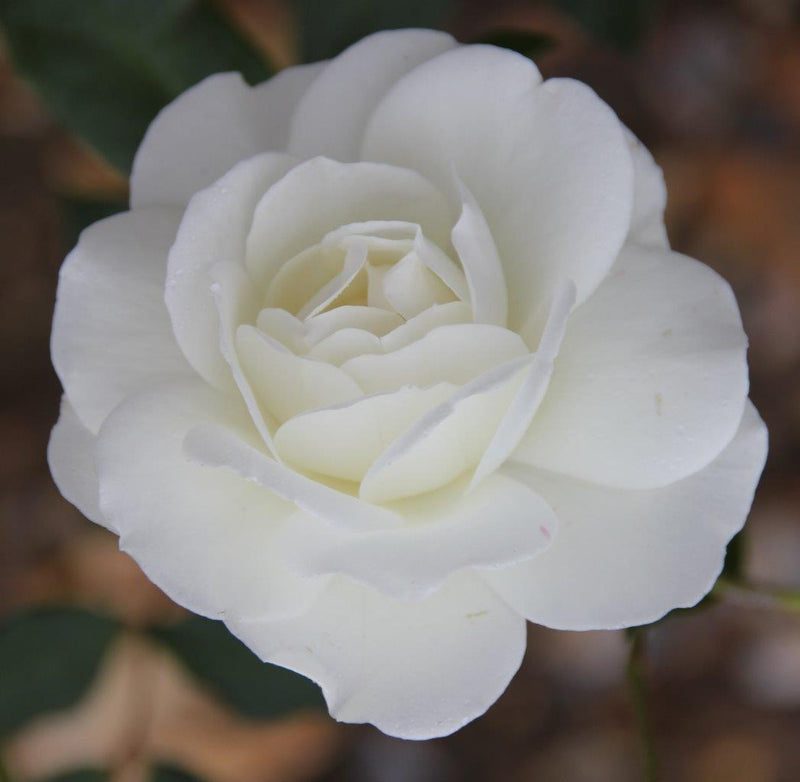 Iceberg (Traditional Climbing Rose x 1 Bare Root) *PREORDER*