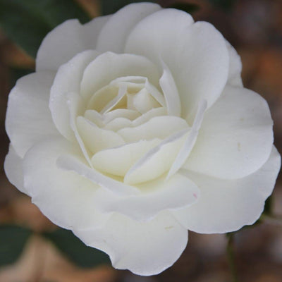 Iceberg – Floribunda Rose (Bare Root, Pre-Order) The Rose Press Garden