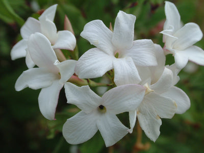 Jasminum officinale ‘Affine’ – Refined Fragrant Jasmine (3L Plant) The Rose Press Garden
