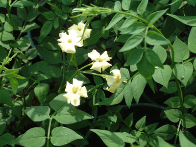 Jasminum officinale ‘Clotted Cream’ – Creamy Fragrant Jasmine (3L Plant) The Rose Press Garden