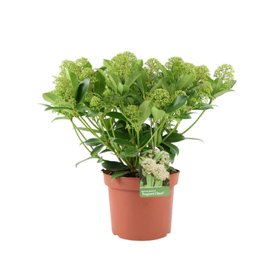 Skimmia Japonica Fragrant Cloud 5L Pot - Evergreen Scented Shrub The Rose Press Garden