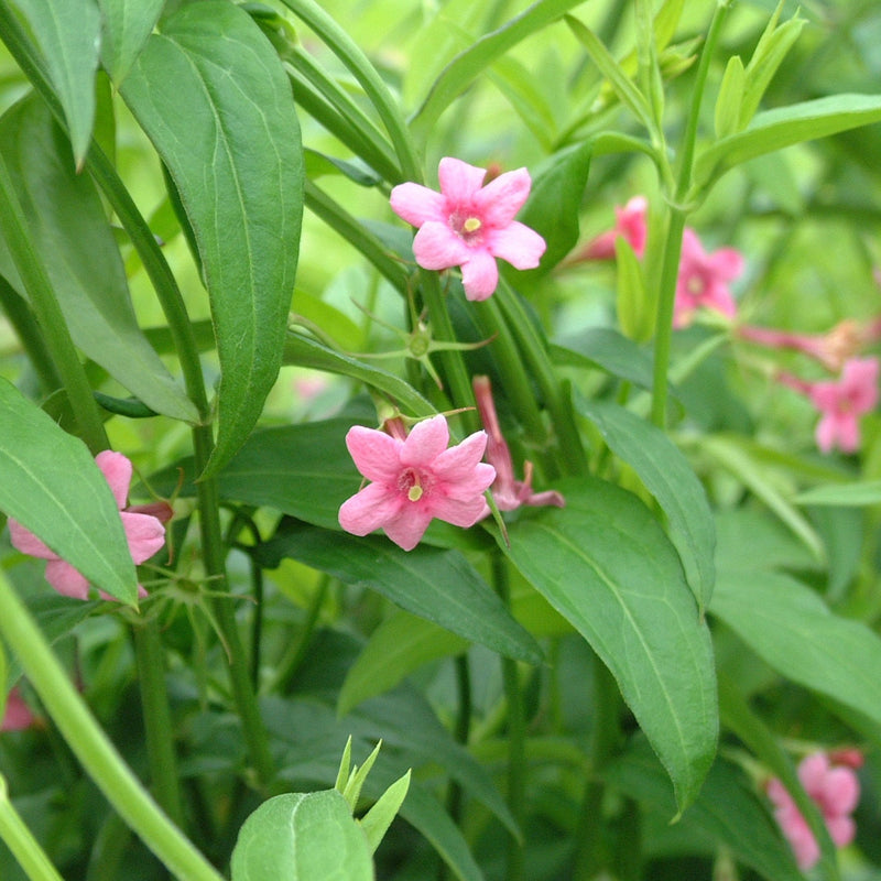 Jasmine Beesianum (1 x 3L Pot)