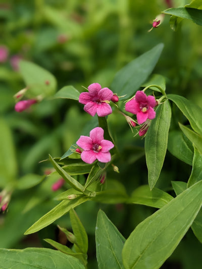 Jasminum beesianum – Fragrant Red Jasmine (3L Plant) The Rose Press Garden