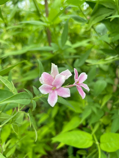 Jasminum x stephanense – Pink Summer Jasmine (3L Plant) The Rose Press Garden