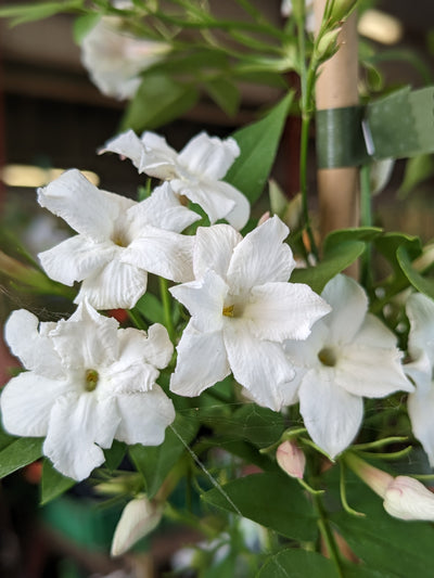 Jasminum officinale – Common Jasmine (3L Plant) The Rose Press Garden