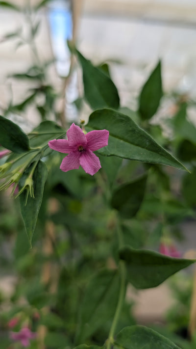 Jasminum x stephanense ‘Starry Starry Summer Scent’ – Pink Scented Jasmine (3L Plant) The Rose Press Garden