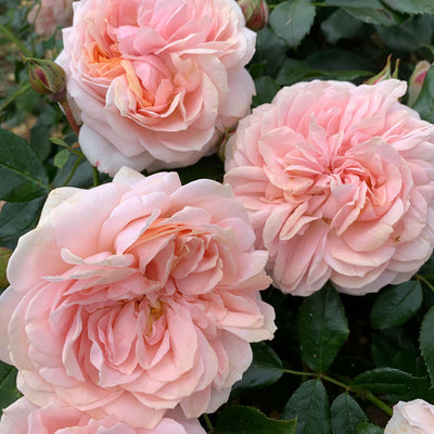Laura's Cottage Garden Collection (3 x Rose Bare Roots)
